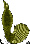Apus - apodis 