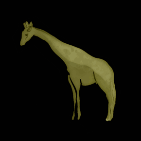 Camelopardus - camelopardalis