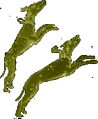 Canes venatici - canum venaticorum