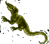 Chamaleon - chamaleontis