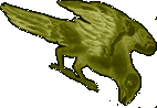 Corvus - corvi
