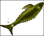 Dorado - doradus