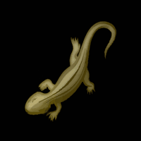 Lacerta - lacertae