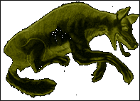 Lupus - lupi