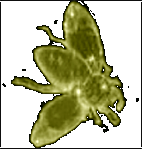 Musca - muscae