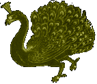 Pavo - pavonis