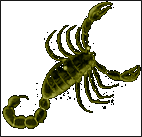 Scorpus - scorpii